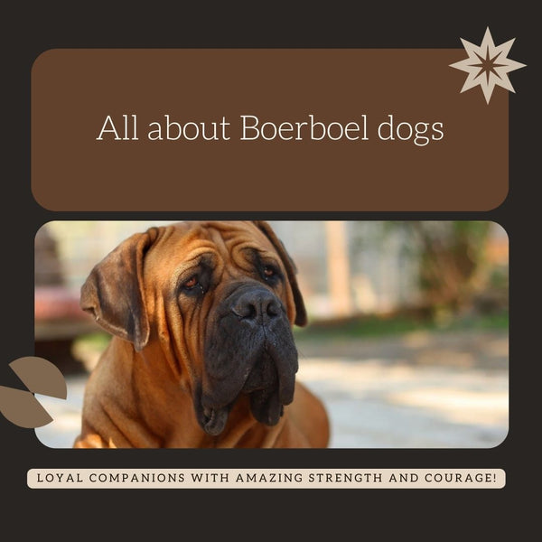 Boerboel Dog Breed: A Complete Guide for New Owners