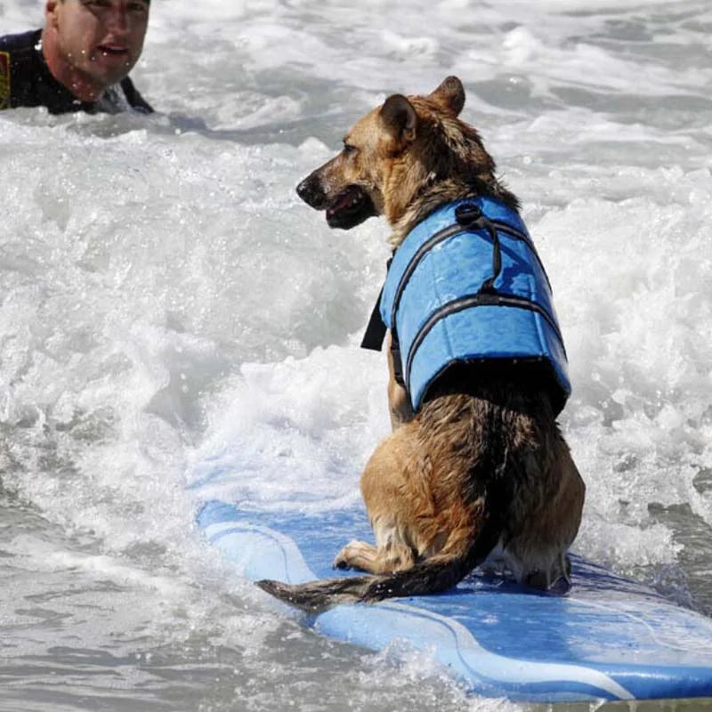 Premium Dog Vest | Durable and Stylish Dog Safety Vest for Aquatic Adventures