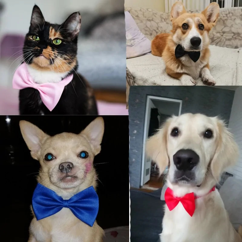 Elegant Cat and Dog Bow Tie | Stylish Pet Accessory for Cats, Puppies, and Small Dogs