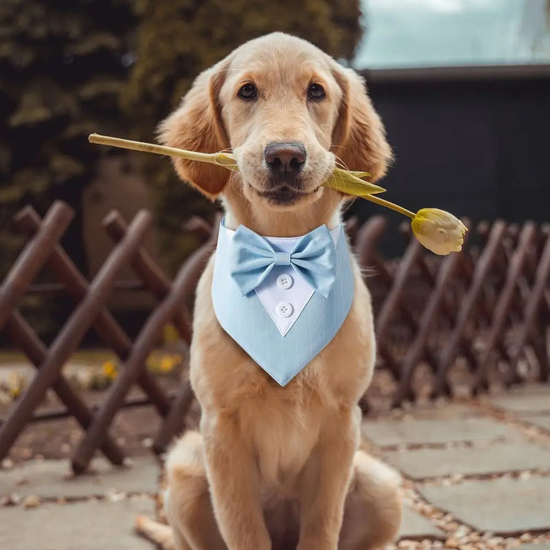 Fashionable Tuxedo Bow Tie for Pets | Elegant Formal Accessory